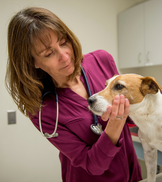 Profile image for Dr. Katrina Mealey