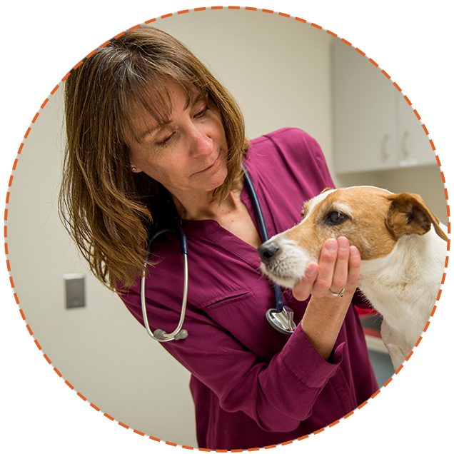 Image for Dr. Katrina Mealey